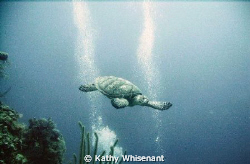 This was day one of Travis's dive in the Bahama's.  He ha... by Kathy Whisenant 